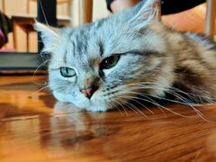 -绒爪撸猫下午茶·猫咖