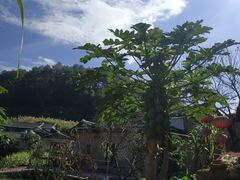 -福建土楼（华安）旅游区•大地土楼群