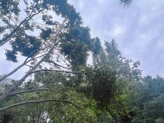 -秋霞圃