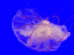 -上海海洋水族馆