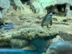 -帝企鹅自助餐厅•儿童岛•真企鹅(长隆企鹅酒店)