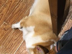 柯基犬-阿木舂记·特色小吃(平江路店)