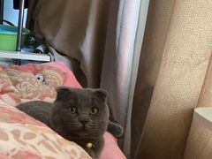 -美联众合动物医院(·中兽医·疑难杂症·严家桥分院)