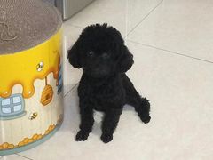 -宠爱国际动物医院· 猫科· 外科·中兽医(长白店)