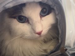-美联众合动物医院·24h京西诊疗中心