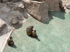 -青藏高原野生动物园