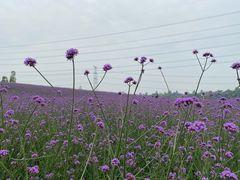 -紫颐香薰山谷景区
