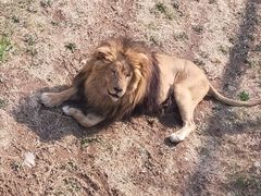 -石家庄市动物园