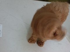 -瑞派宠物医院(搏威敦和院)