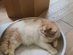 -CAT’S MEWSTAR CAFE·喵星球猫屋(晴湾咖啡店)
