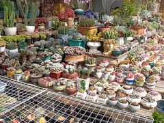 -梅陇花鸟市场-停车场