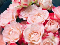 -双季花艺园艺市场(浦东店)