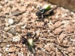 -上海昆虫博物馆