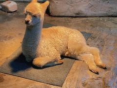 -上海昆虫博物馆