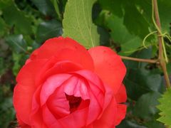 -武汉紫薇都市田园