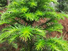 -铁山坪森林公园