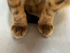 -Heymao猫咖.咖啡厅(东门店)