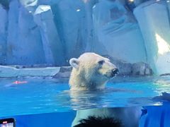 -上海海昌海洋公园-冰山北极馆