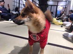 -逗柴咖啡屋·狗咖猫咖宠物桌游