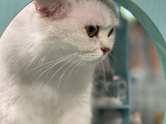 -猫小院猫主题餐厅(三里屯店)