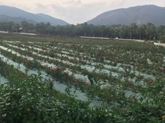 -亚龙湾国际玫瑰谷
