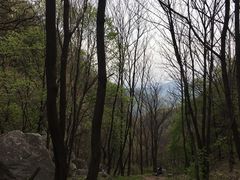 -王顺山国家森林公园