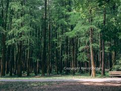 -上海共青森林公园