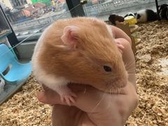 -怪兽屋·羊驼·猫咖·狗咖(俊华广场店)