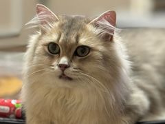 -猫大福·Fortune Cat猫舍(百子湾店)
