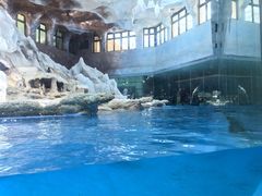 -帝企鹅自助餐厅•儿童岛•真企鹅(长隆企鹅酒店)