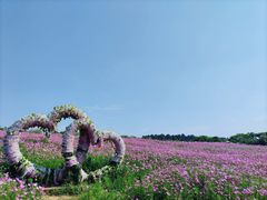 -大塘金香草谷