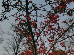 -重庆中央公园(渝北区)