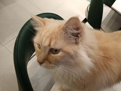 -安格丽娜·狗咖·猫咖羊驼咖(春熙路百盛商场店)