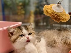 -babydoll猫舍·米努特·德文·缅因(久光中心店)