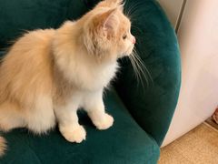 -猫大福·Fortune Cat猫舍(百子湾店)