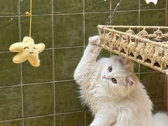 -帕帕拉兹宠物(亚洲旗舰店)