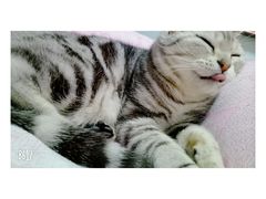 -菲丽丝宠物医院·24小时·猫科中心·免疫点(淮海分院)