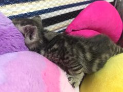 -纳吉亚猫专科动物医院博雅分院