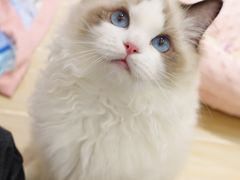 -momokira米努特·德文卷毛猫·棉花面纱犬