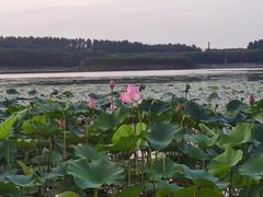 -丁香湖公园