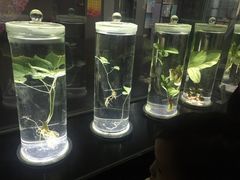 -广东中医药博物馆