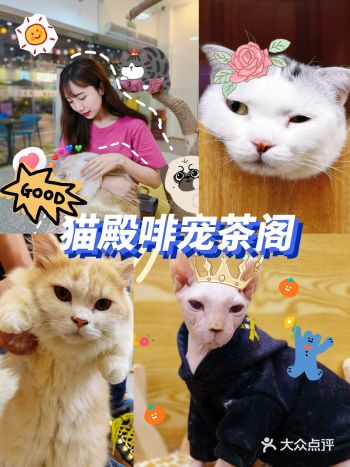 清远探店‖清远最治愈的吸猫圣地！