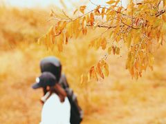 -乌兰布统草原