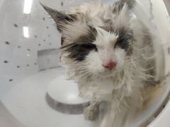 -喵百万·布偶·蓝金金渐层英短·猫舍(百子湾店)