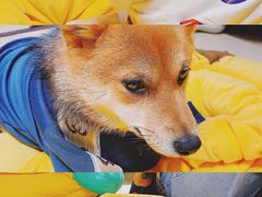 -逗柴咖啡屋·狗咖猫咖宠物桌游