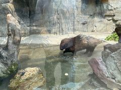 -广州长隆飞鸟乐园