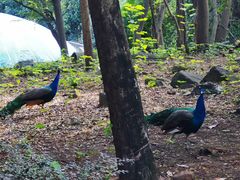 -合肥野生动物园