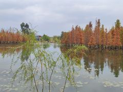 -白鹭湾湿地公园