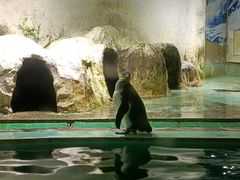 -北戴河圣蓝海洋公园