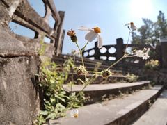 -赤坎古镇影视城